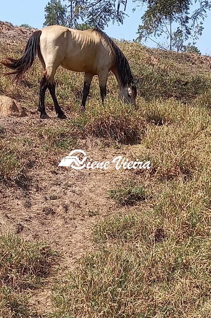 Terreno, 2 hectares - Foto 26