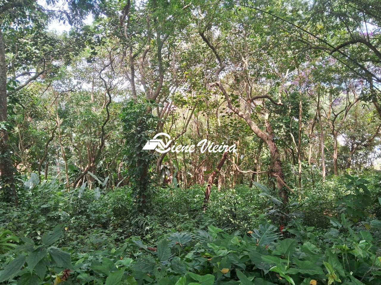 Terreno, 1200 m² - Foto 7