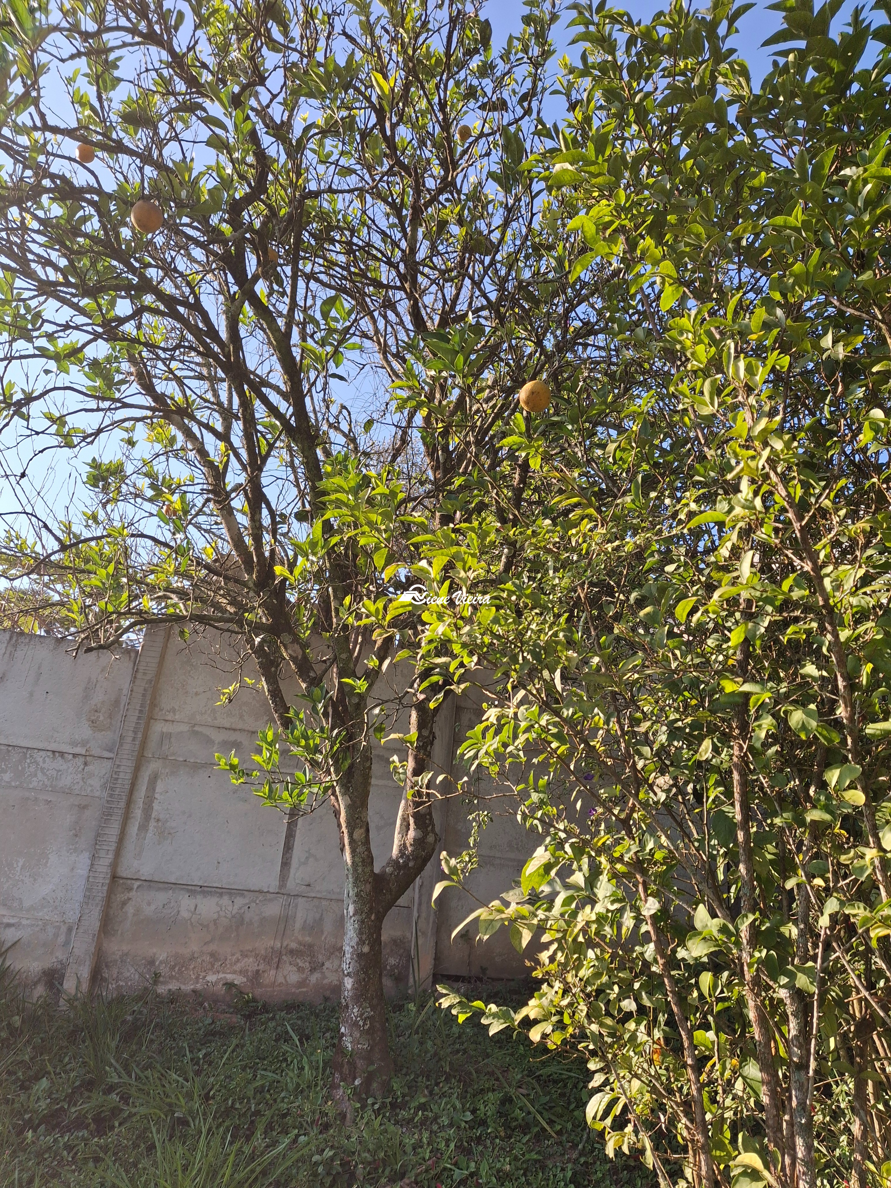 Chácara, 2 quartos, 1000 m² - Foto 17