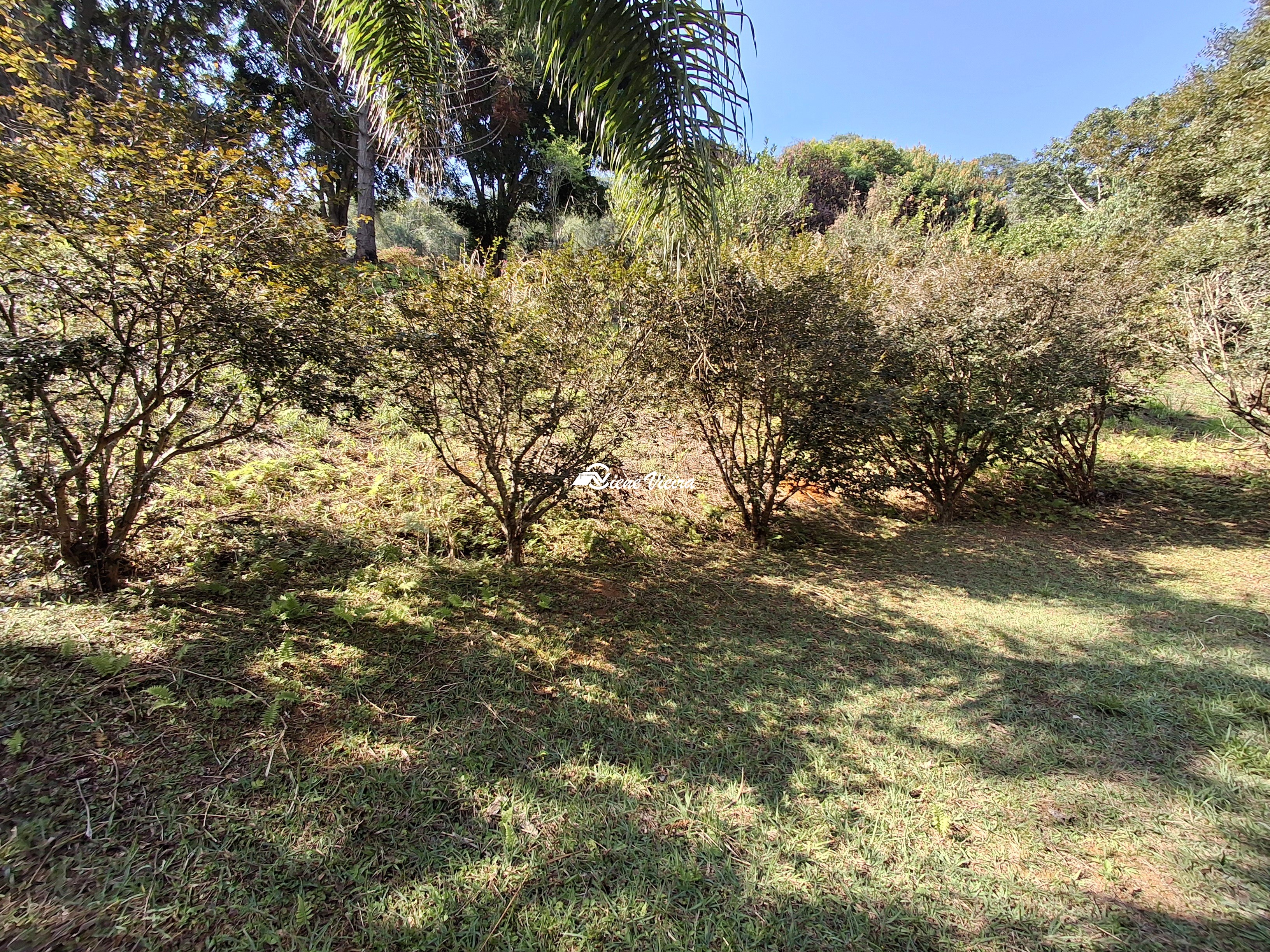 Chácara, 3 quartos, 2 hectares - Foto 47