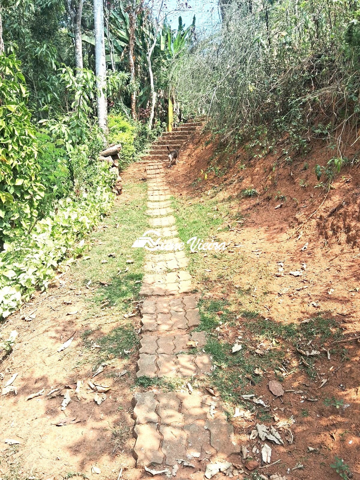 Chácara, 4 quartos, 4000 m² - Foto 17