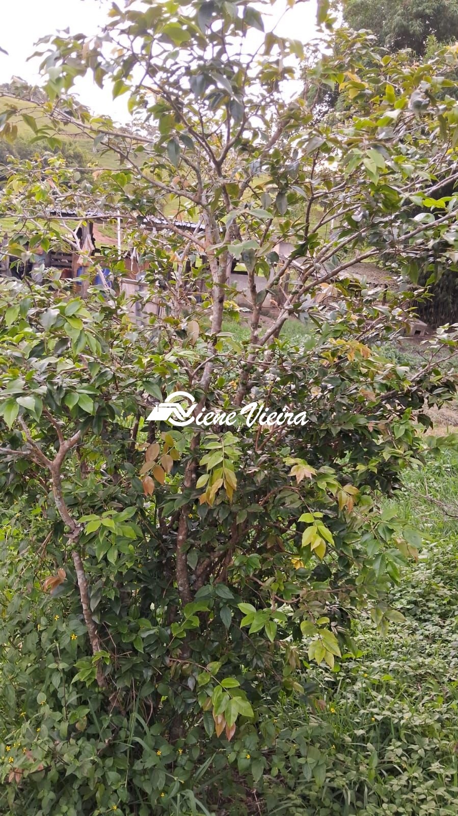 Chácara, 2 quartos, 2300 m² - Foto 24