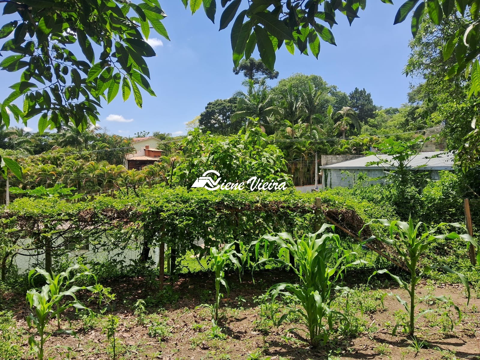 Chácara, 2 quartos, 2600 m² - Foto 17