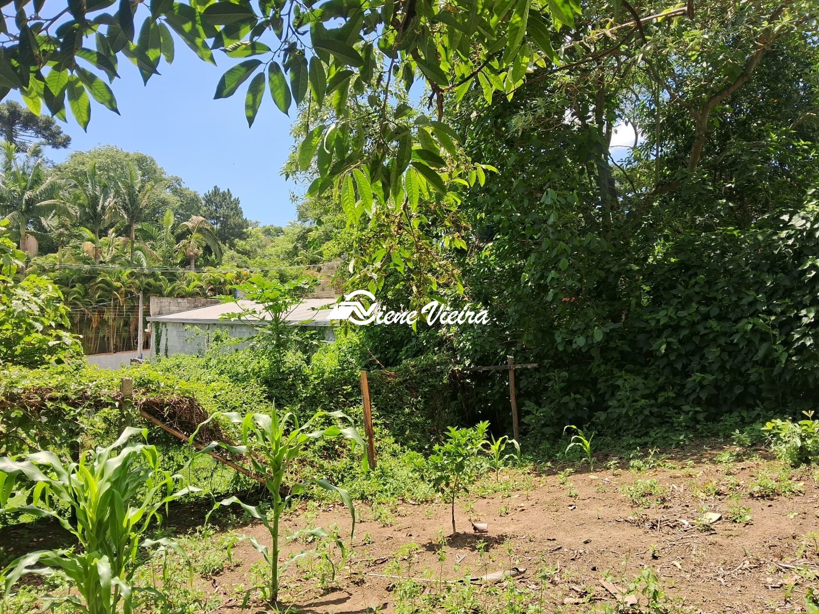 Chácara, 2 quartos, 2600 m² - Foto 16