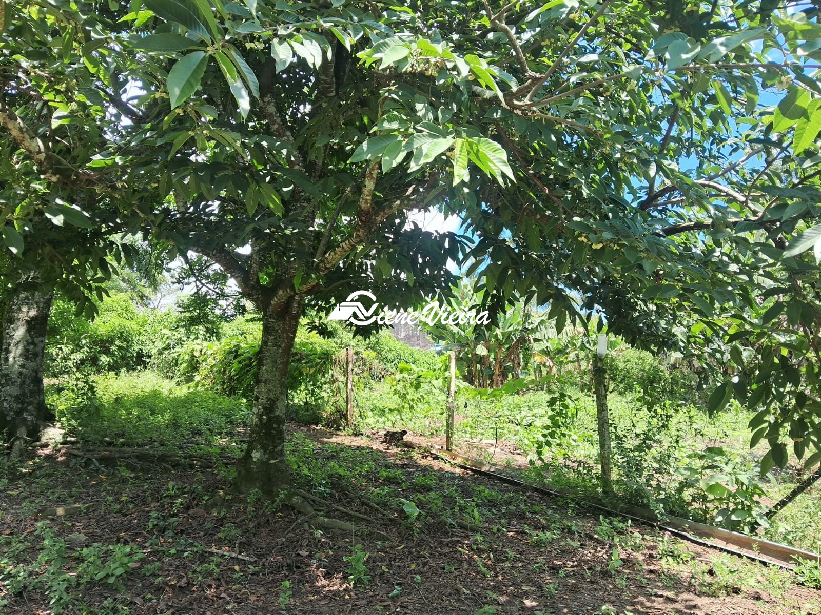 Chácara, 2 quartos, 2600 m² - Foto 8