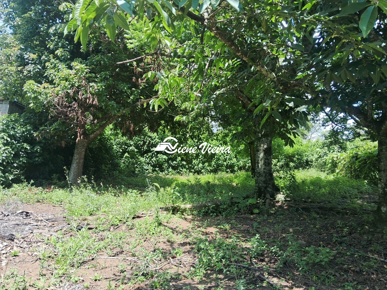Chácara, 2 quartos, 2600 m² - Foto 7