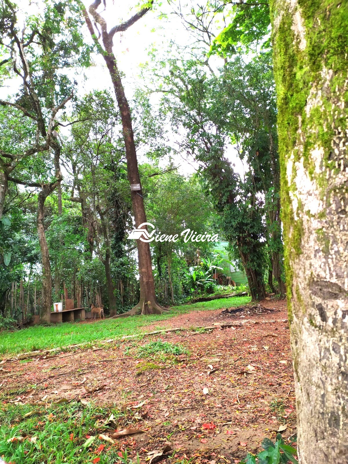 Chácara, 5 quartos, 2003 m² - Foto 12