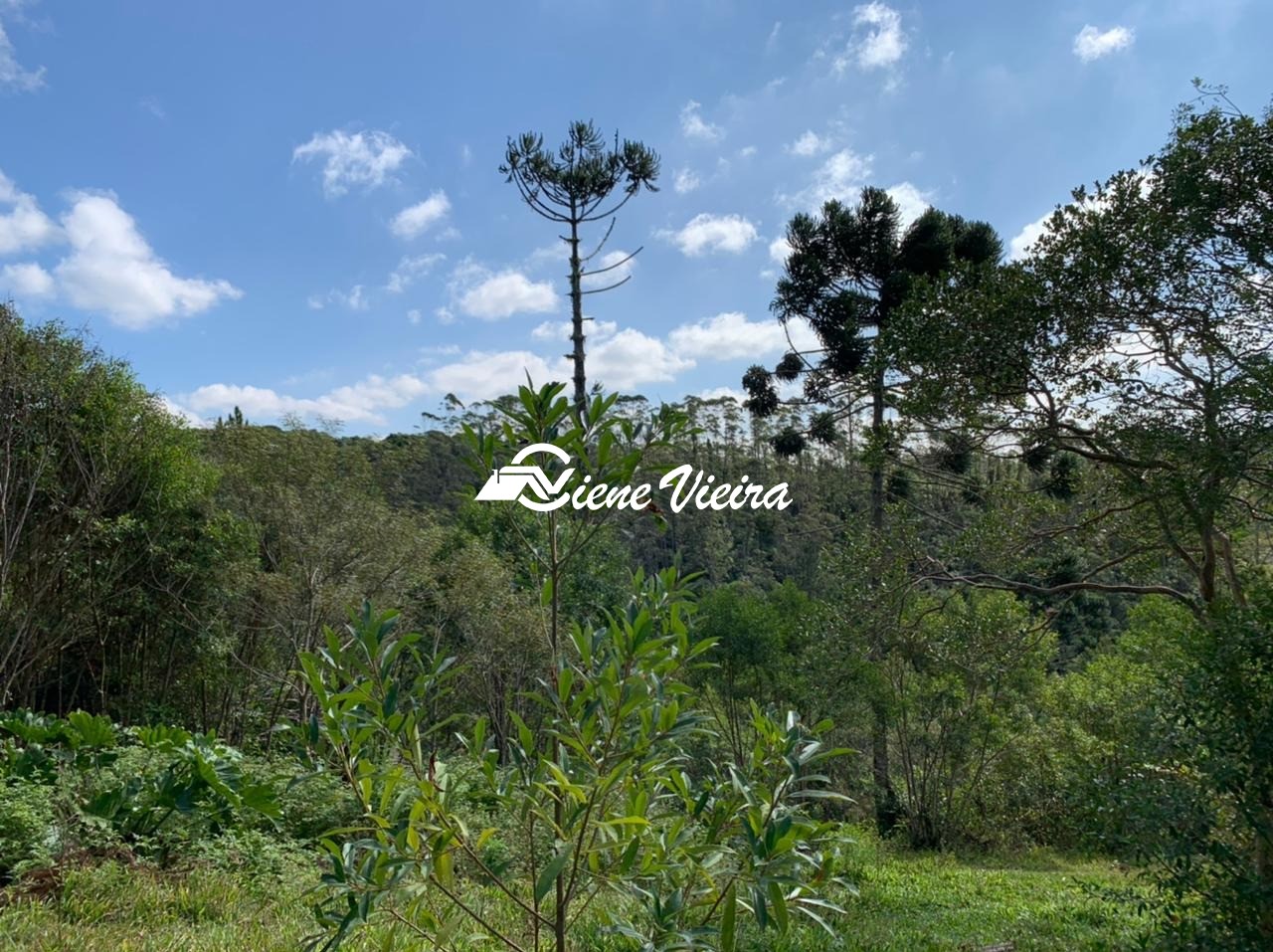 Chácara, 4 quartos, 4 hectares - Foto 11