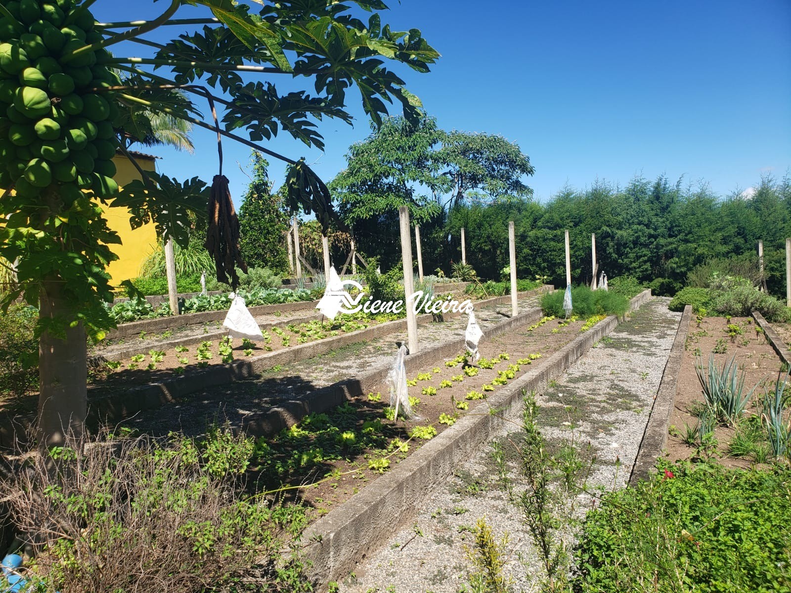 Chácara, 3 quartos, 4 hectares - Foto 15