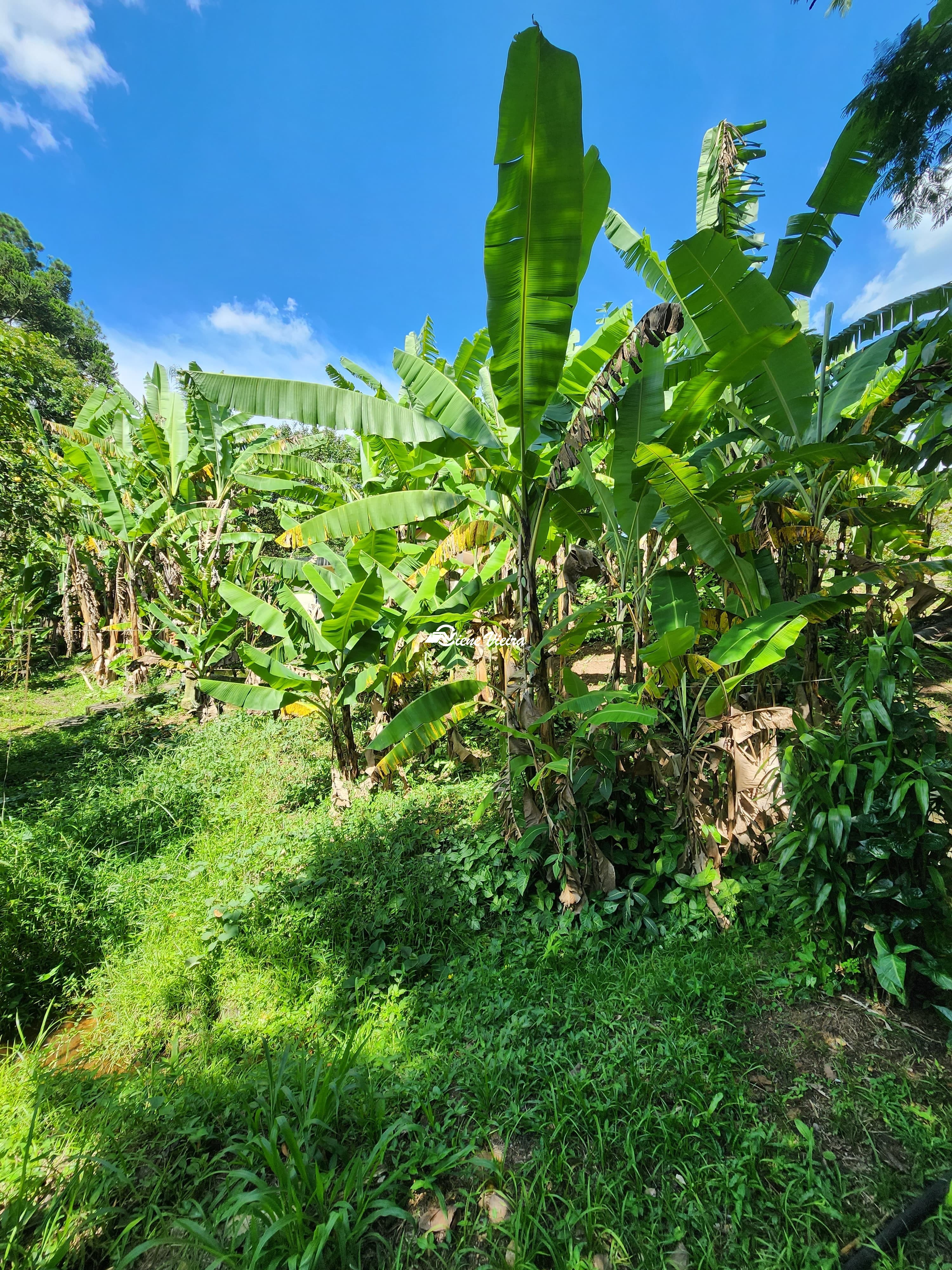 Sítio, 3 quartos, 2 hectares - Foto 12