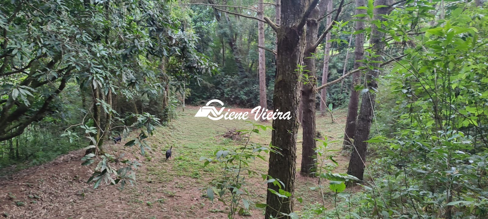 Chácara, 3 quartos, 6000 m² - Foto 12
