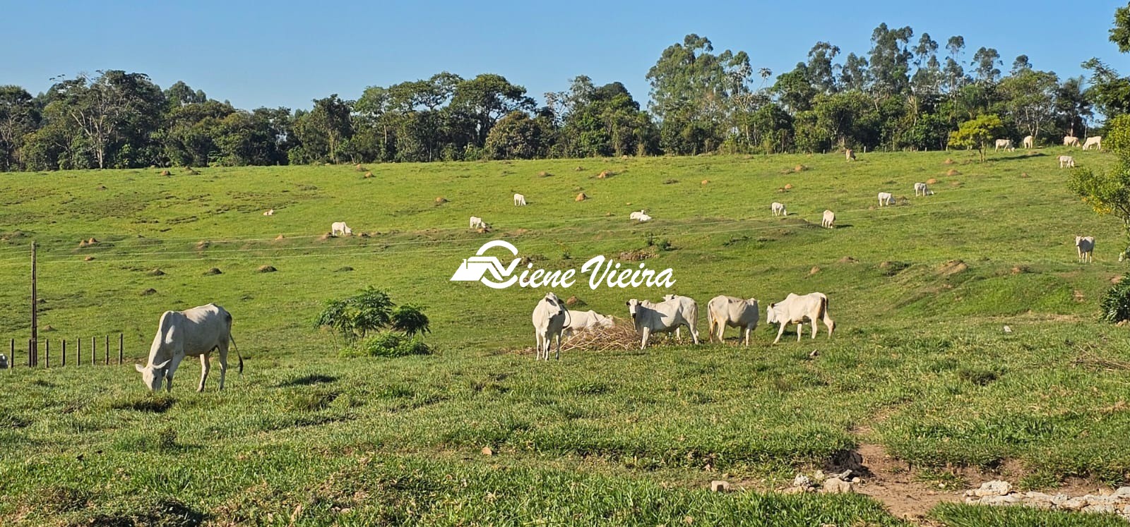 Chácara, 4 quartos, 24 hectares - Foto 10
