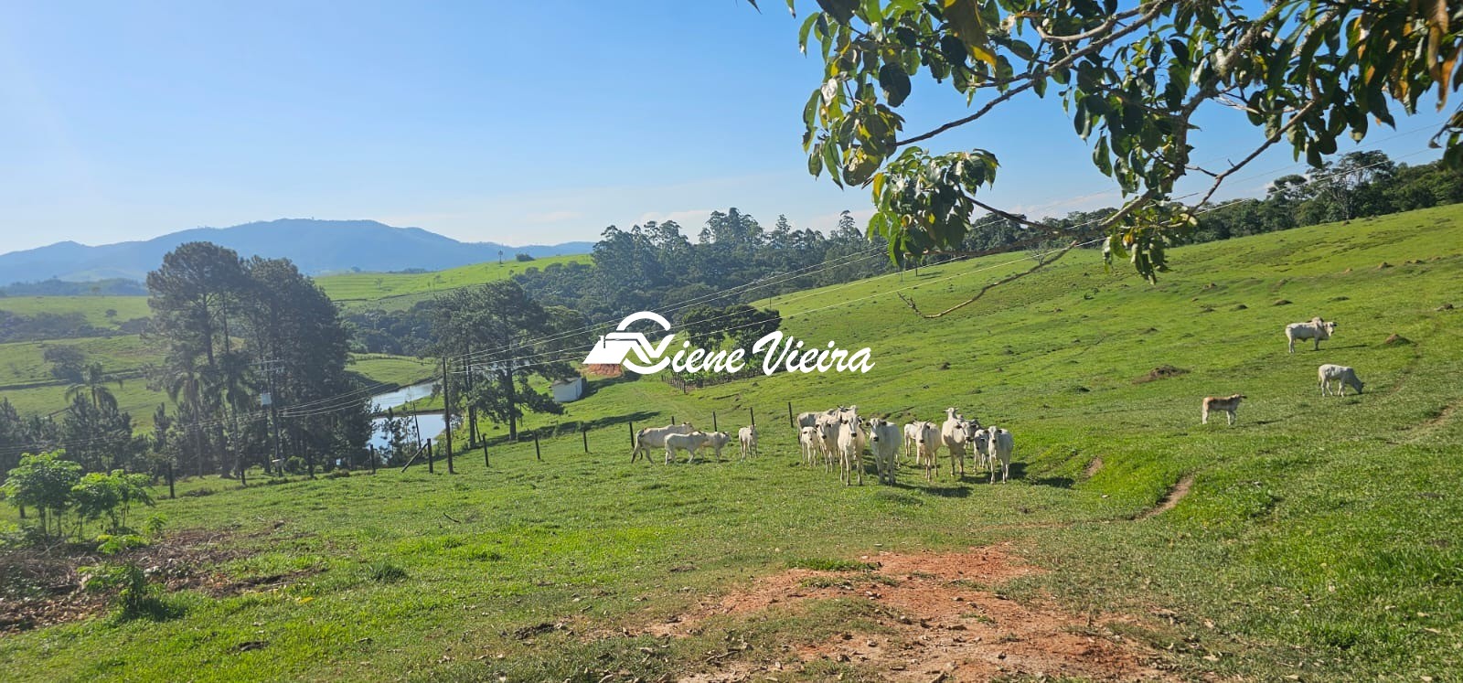 Chácara, 4 quartos, 24 hectares - Foto 11