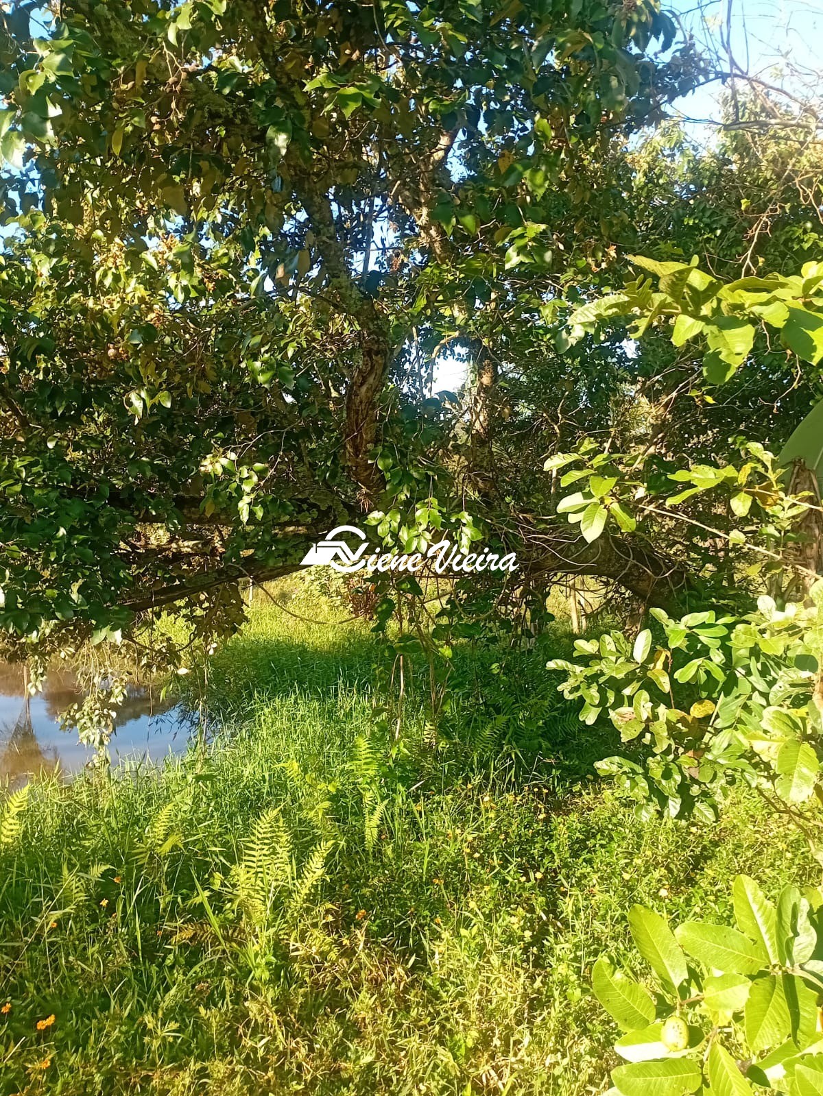 Chácara, 2 quartos, 2 hectares - Foto 6