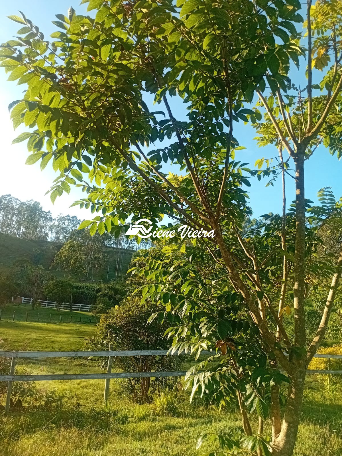 Chácara, 2 quartos, 2 hectares - Foto 11