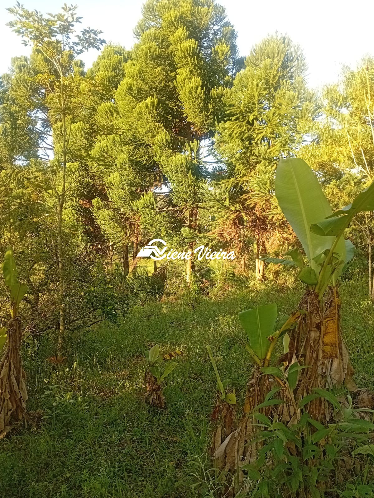 Chácara, 2 quartos, 2 hectares - Foto 17