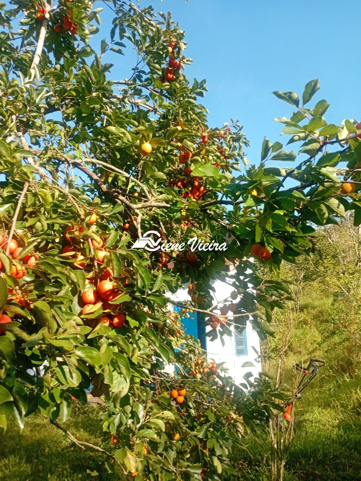 Chácara, 2 quartos, 2 hectares - Foto 46