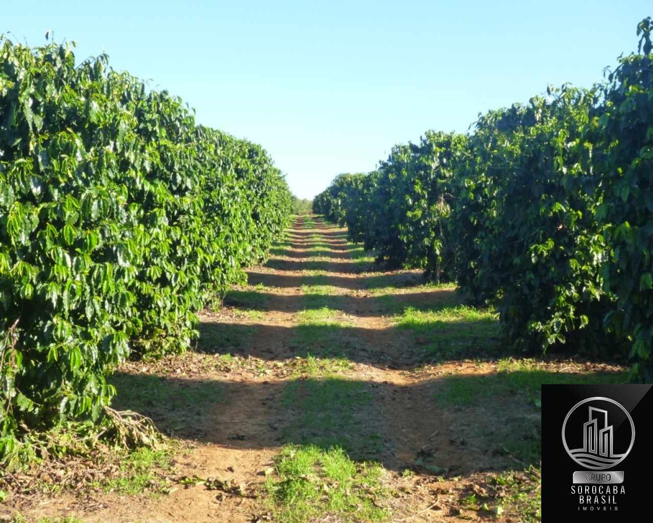 Fazenda 1317 hectares - bahia