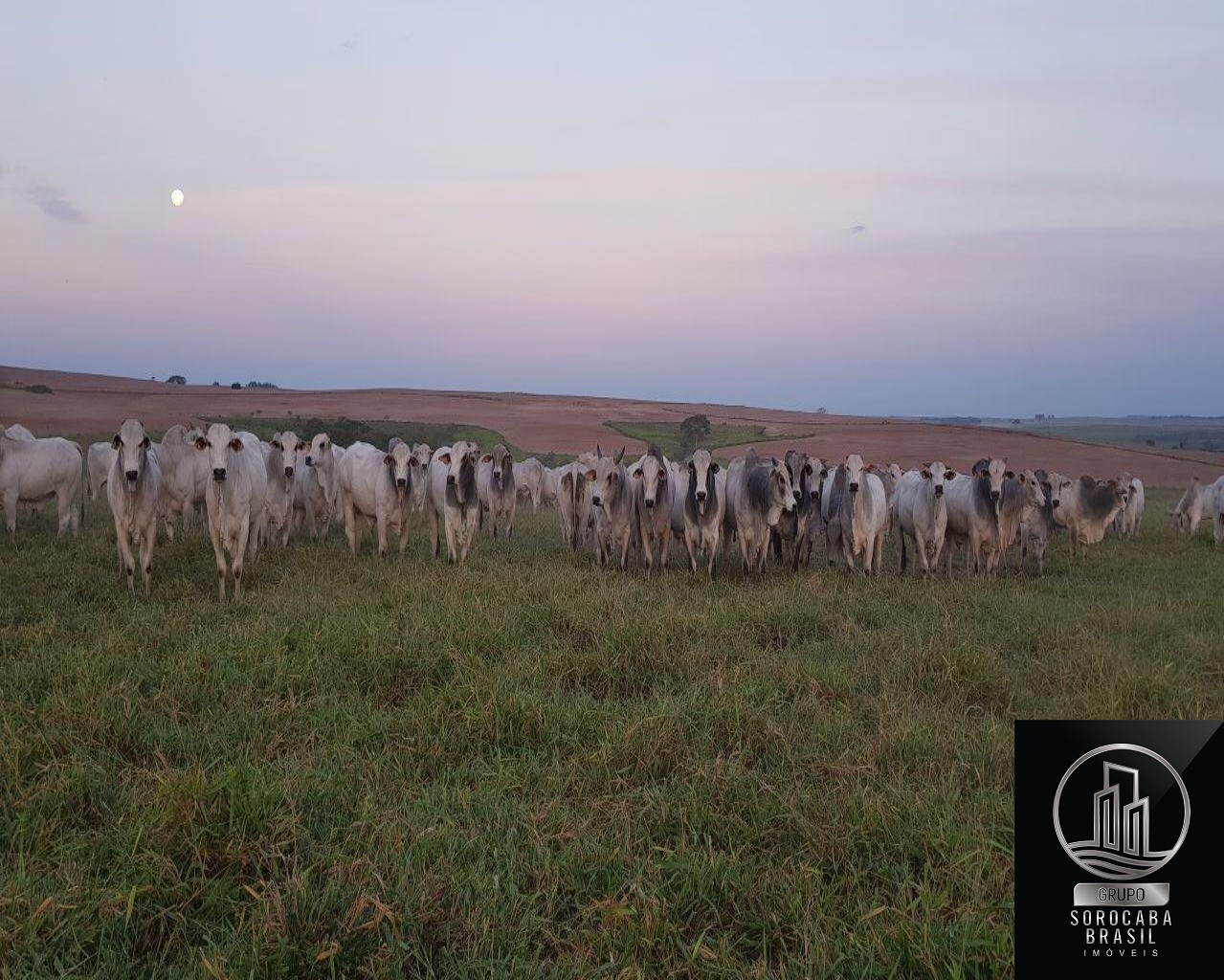 Fazenda em pompeia/sp - 1.080 alq.