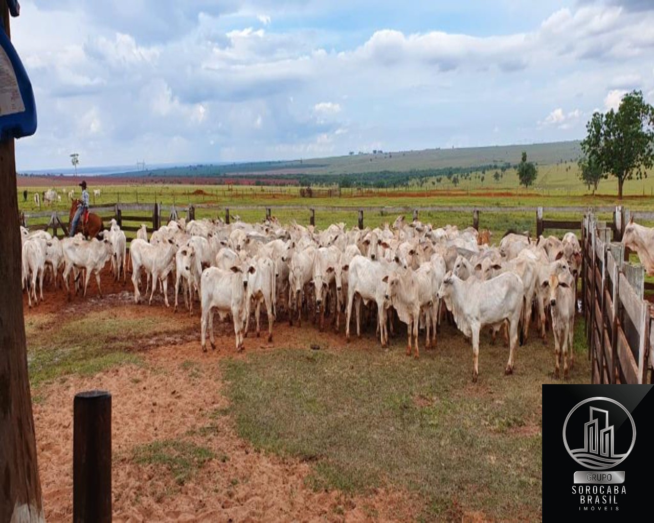Fazenda no município de itajobi - sp