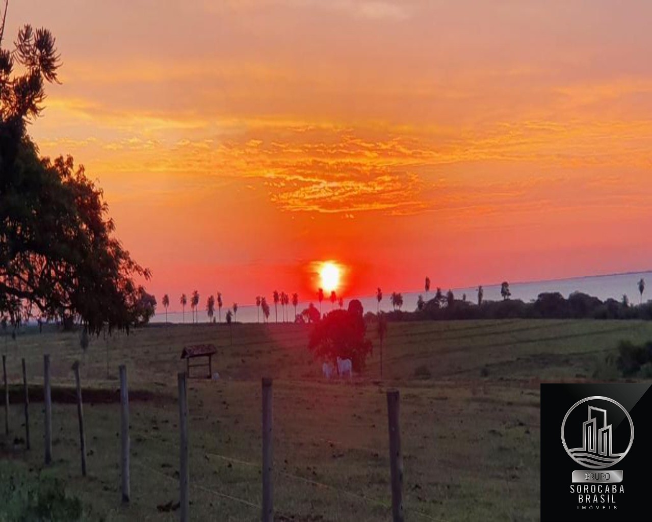 Fazenda no município de itajobi - sp