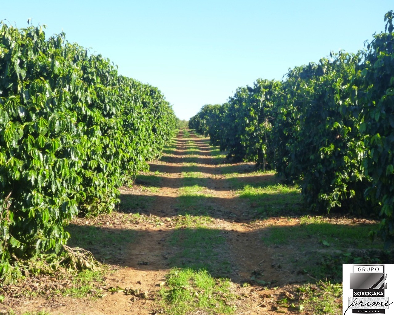 Fazenda 1317 hectares - bahia