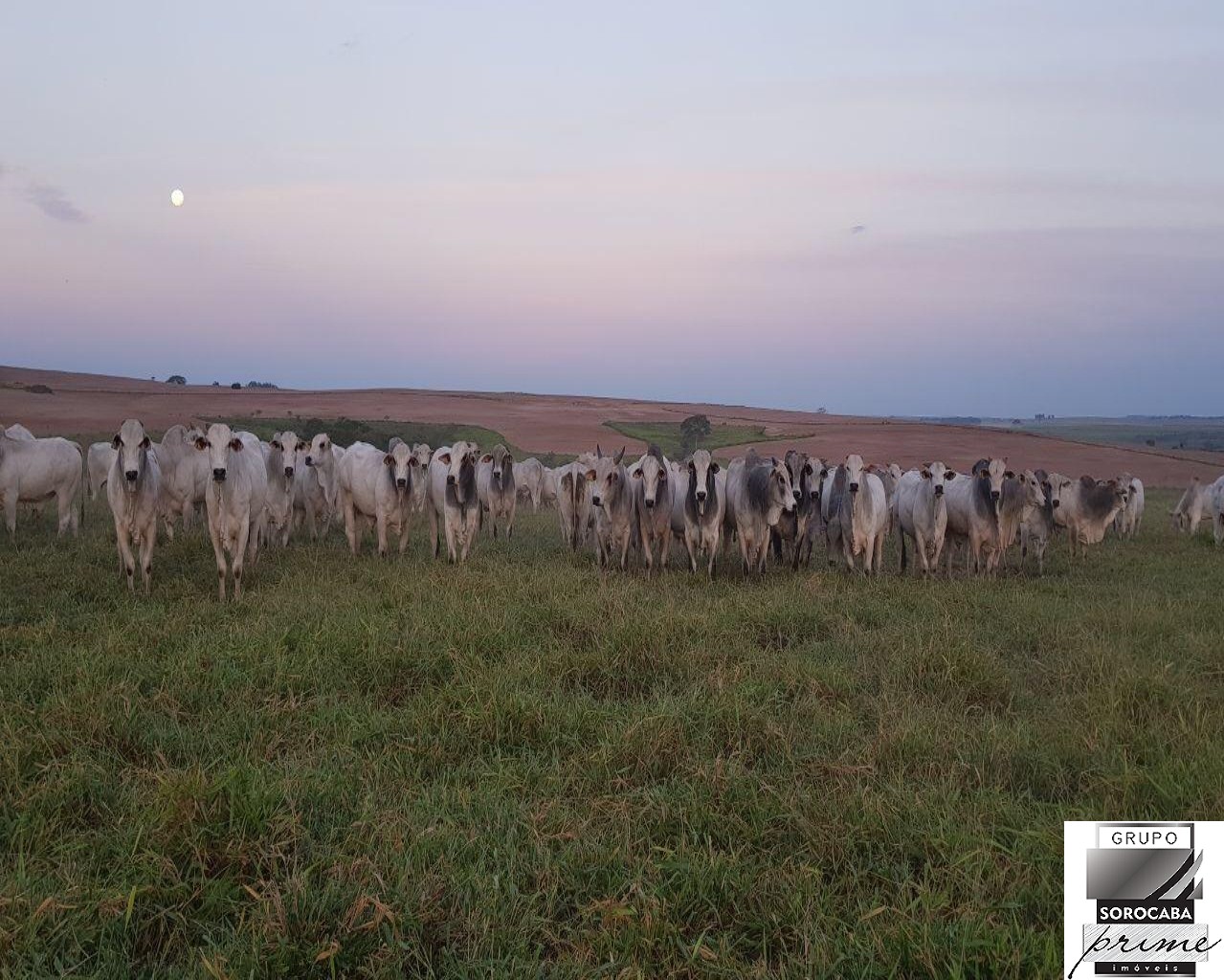 Fazenda em pompeia/sp - 1.080 alq.