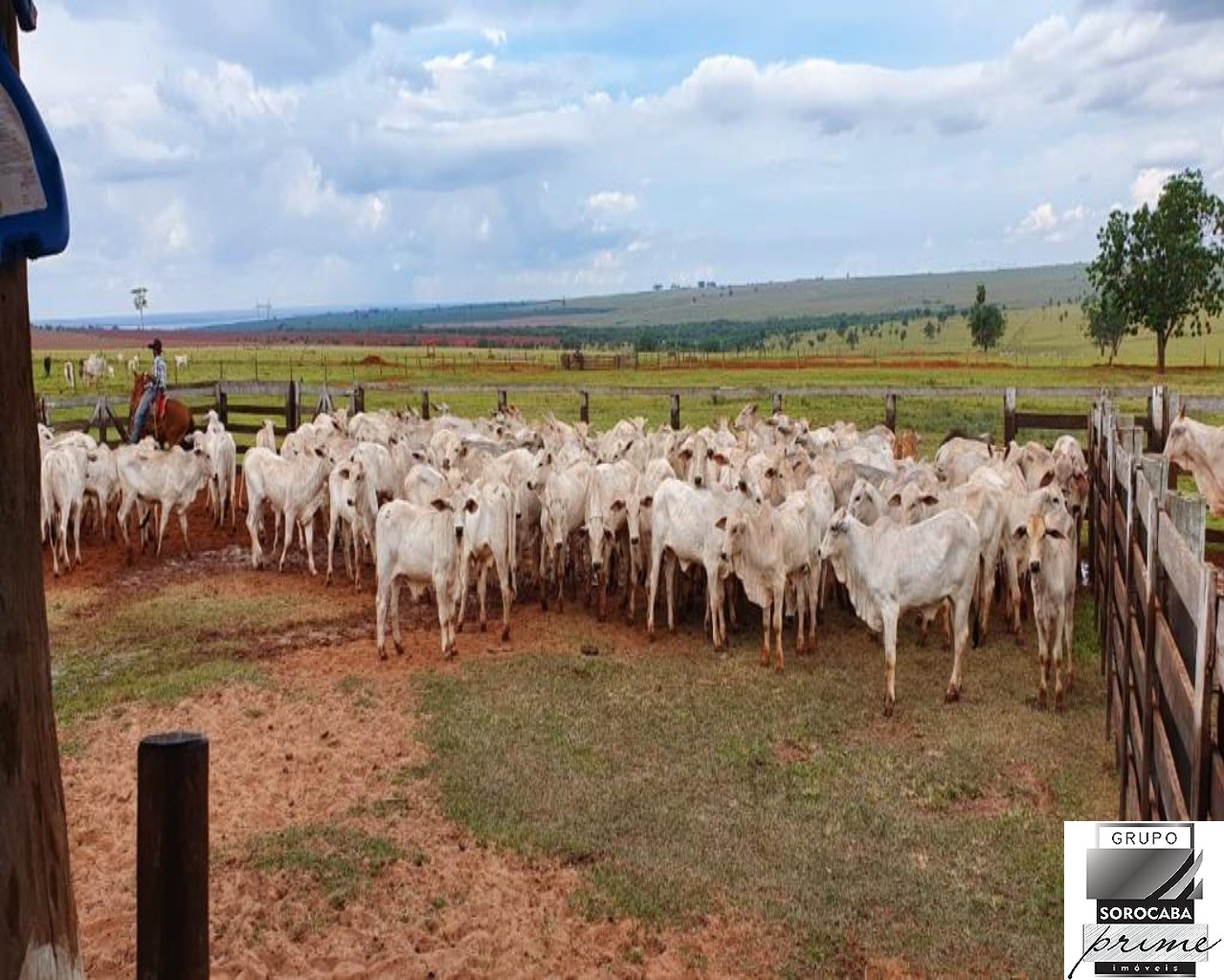 Fazenda no município de itajobi - sp
