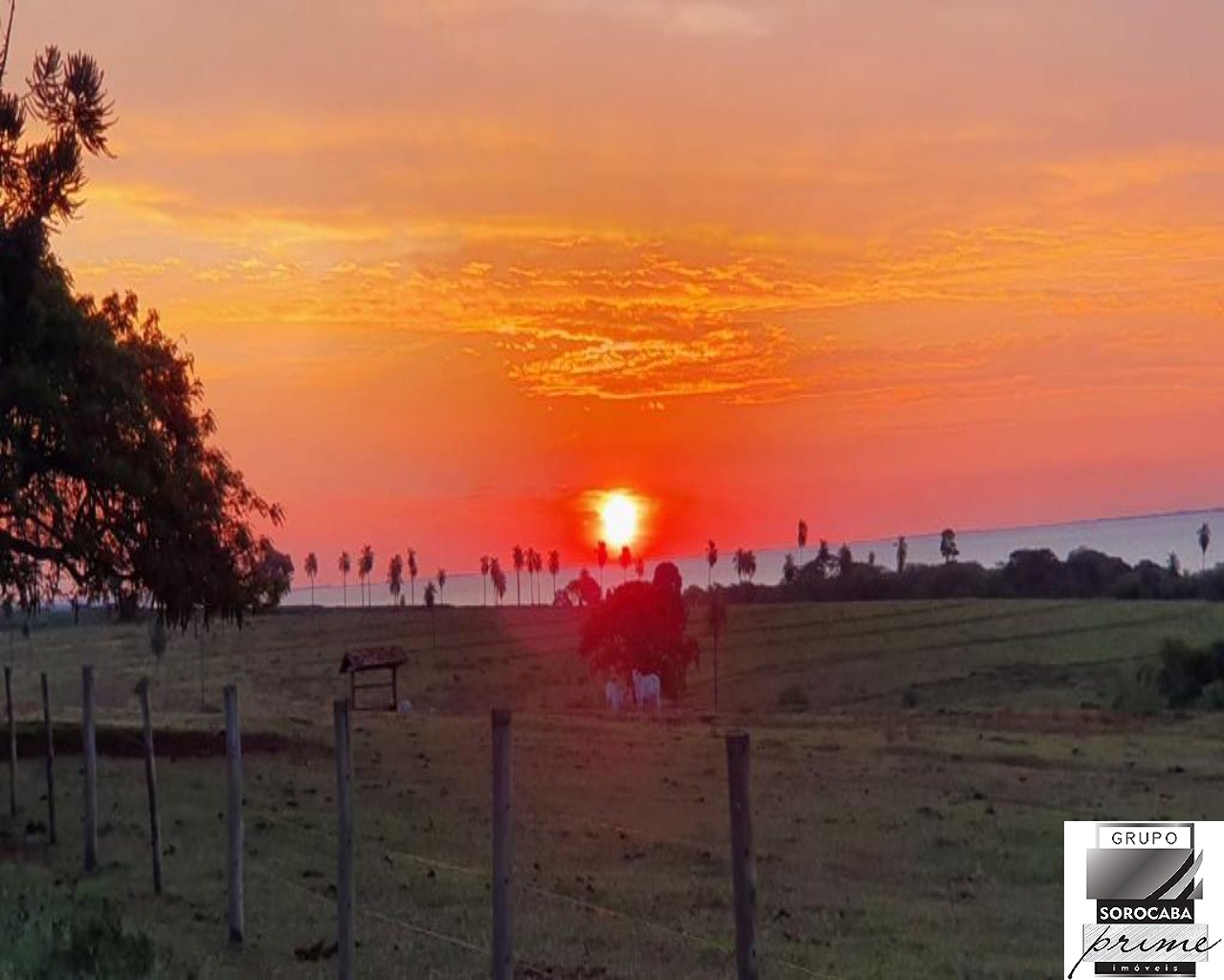 Fazenda no município de itajobi - sp