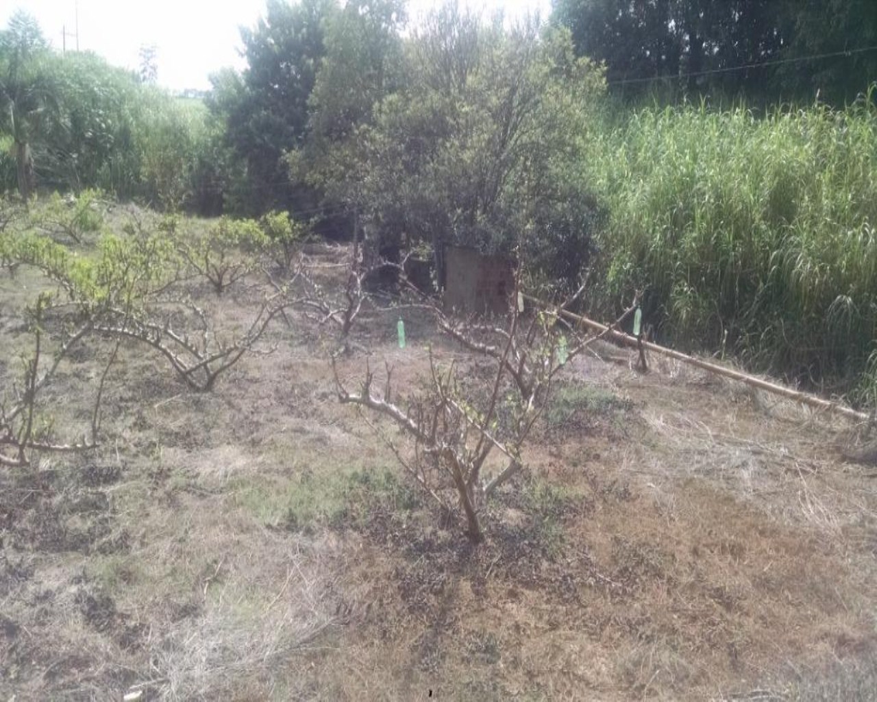 Terreno, 2 hectares - Foto 6