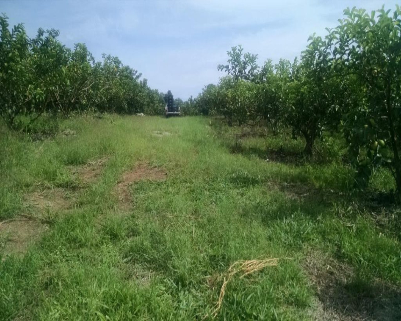 Terreno, 2 hectares - Foto 7