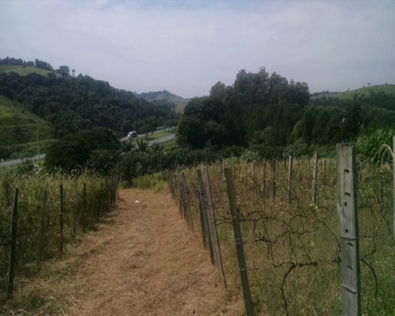 Terreno, 2 hectares - Foto 8