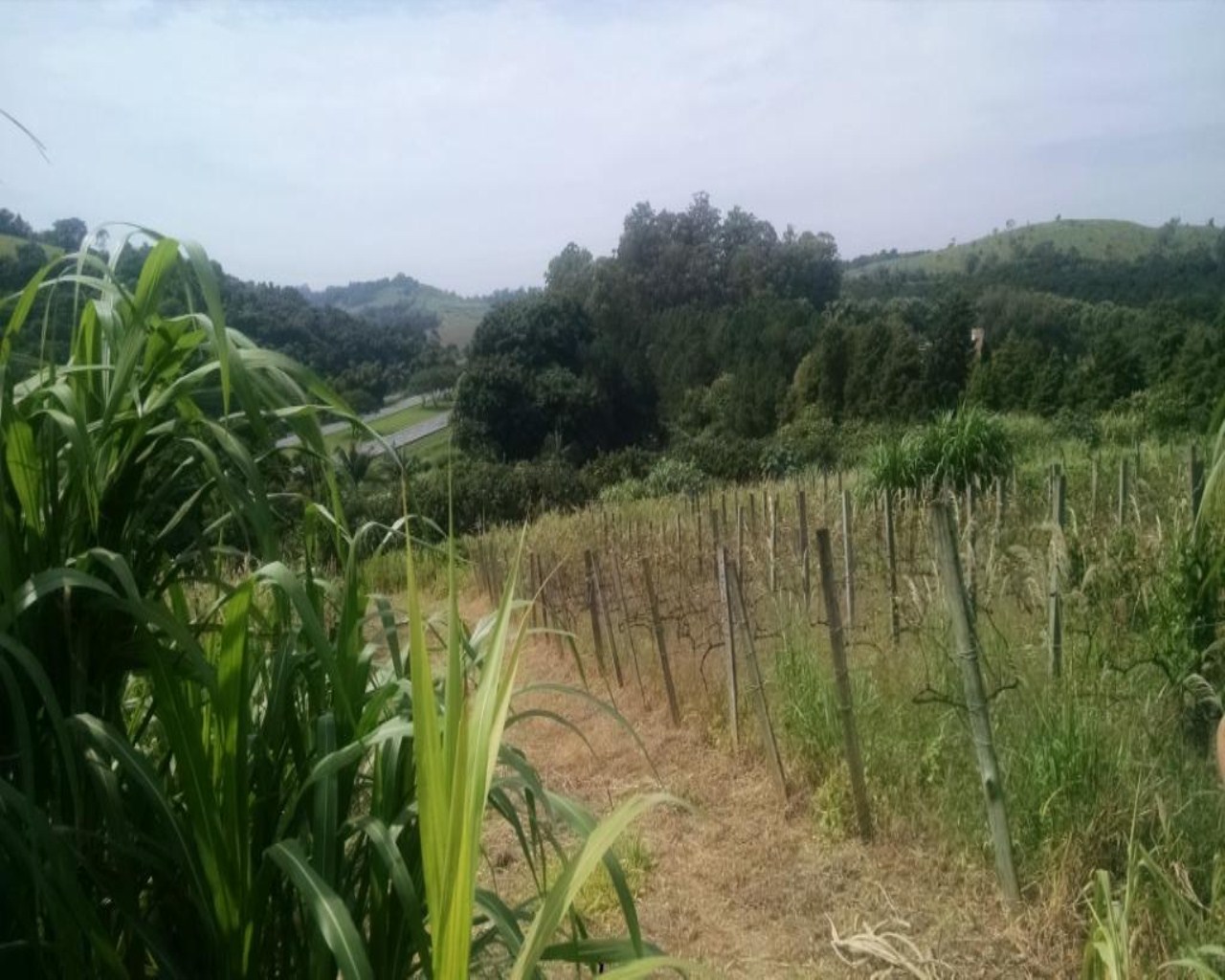 Terreno, 2 hectares - Foto 9