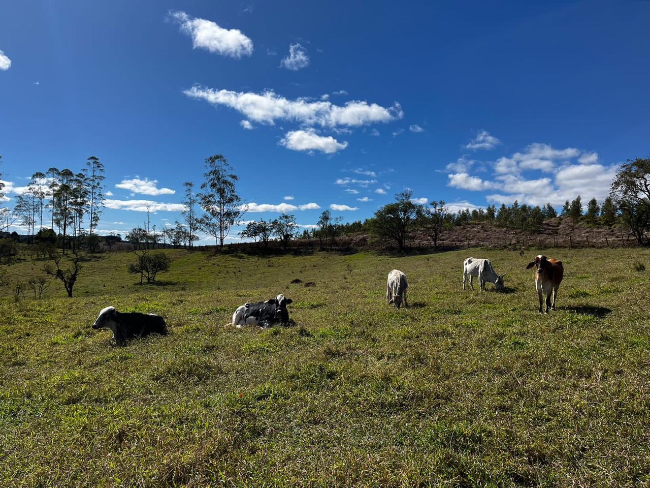 Refúgio sereno: propriedade com carvoaria e potencial de ren