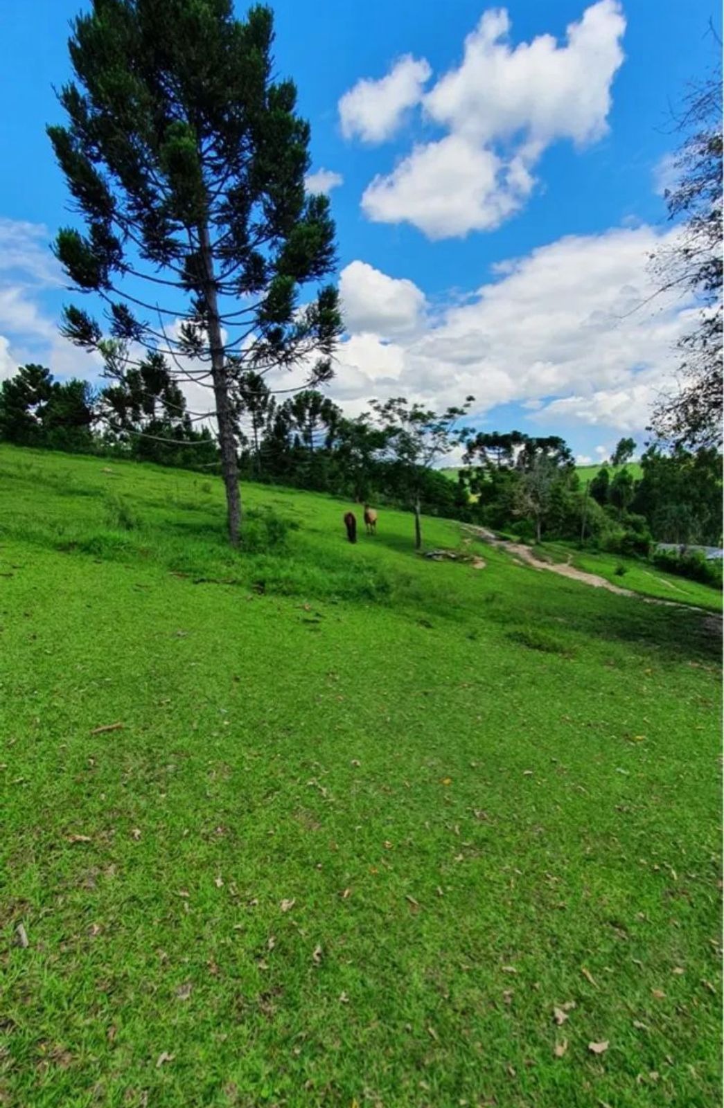 Sítio, 4 quartos, 3600 m² - Foto 5