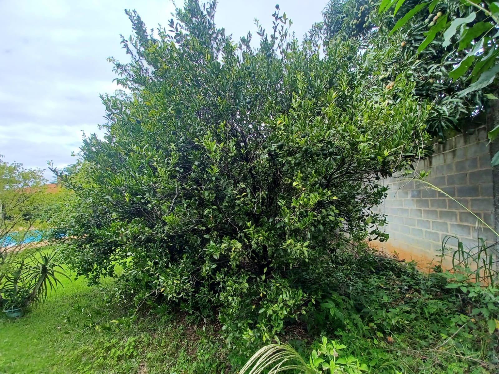 Casa, 4 quartos - Foto 6