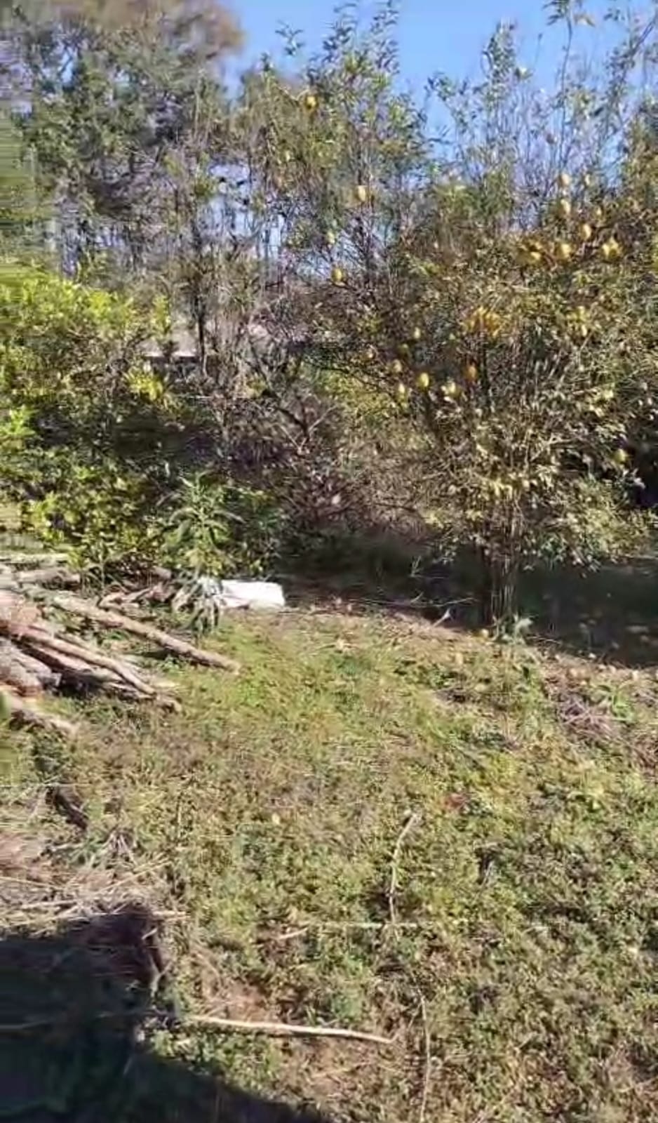 Terreno, 1000 m² - Foto 3