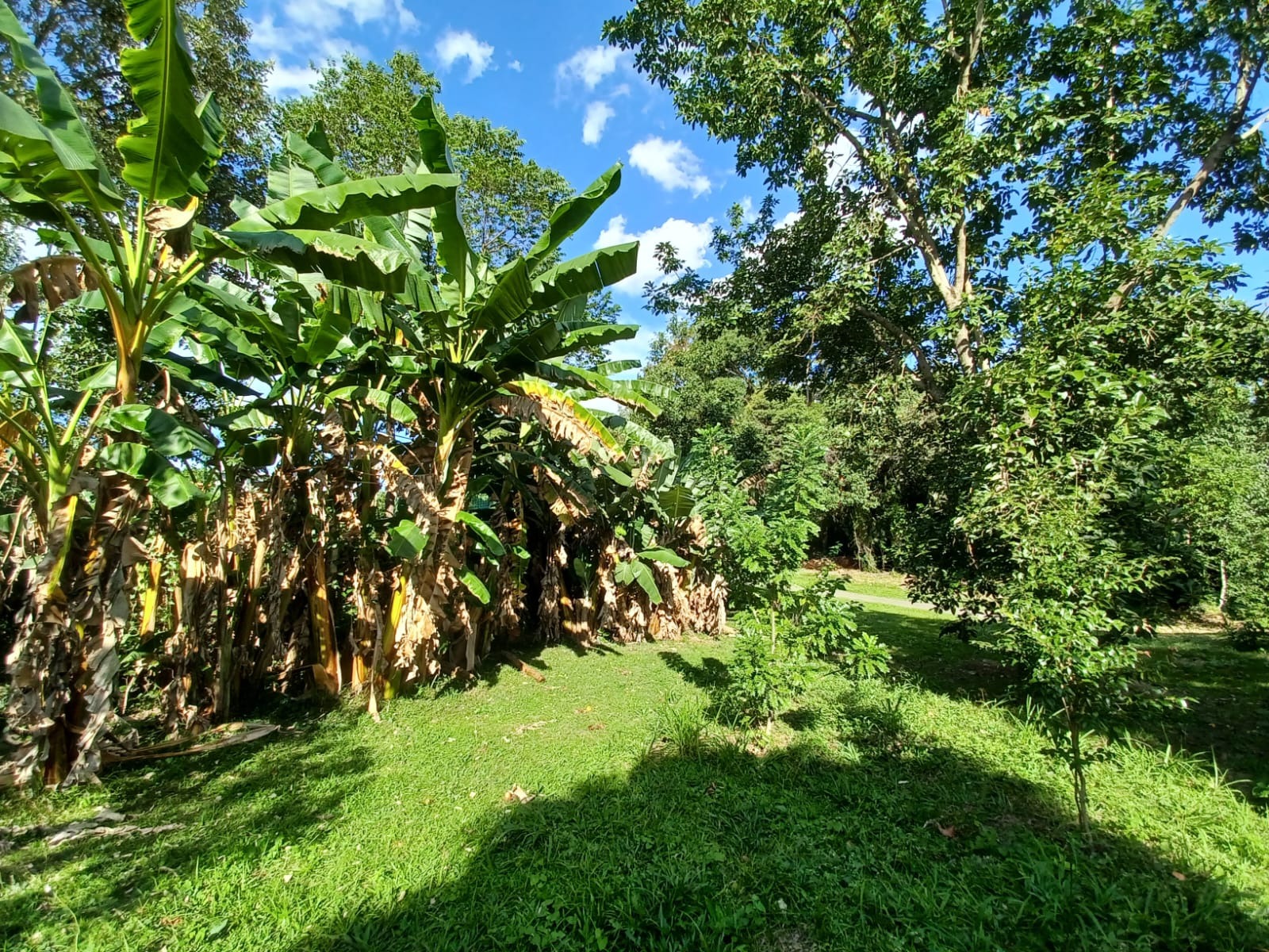Casa, 3 quartos, 260 m² - Foto 28