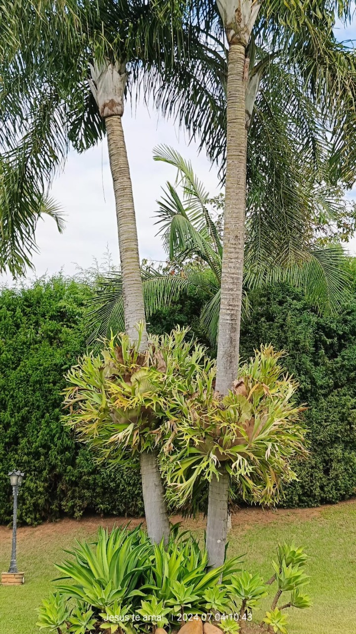 Casa, 5 quartos, 652 m² - Foto 42