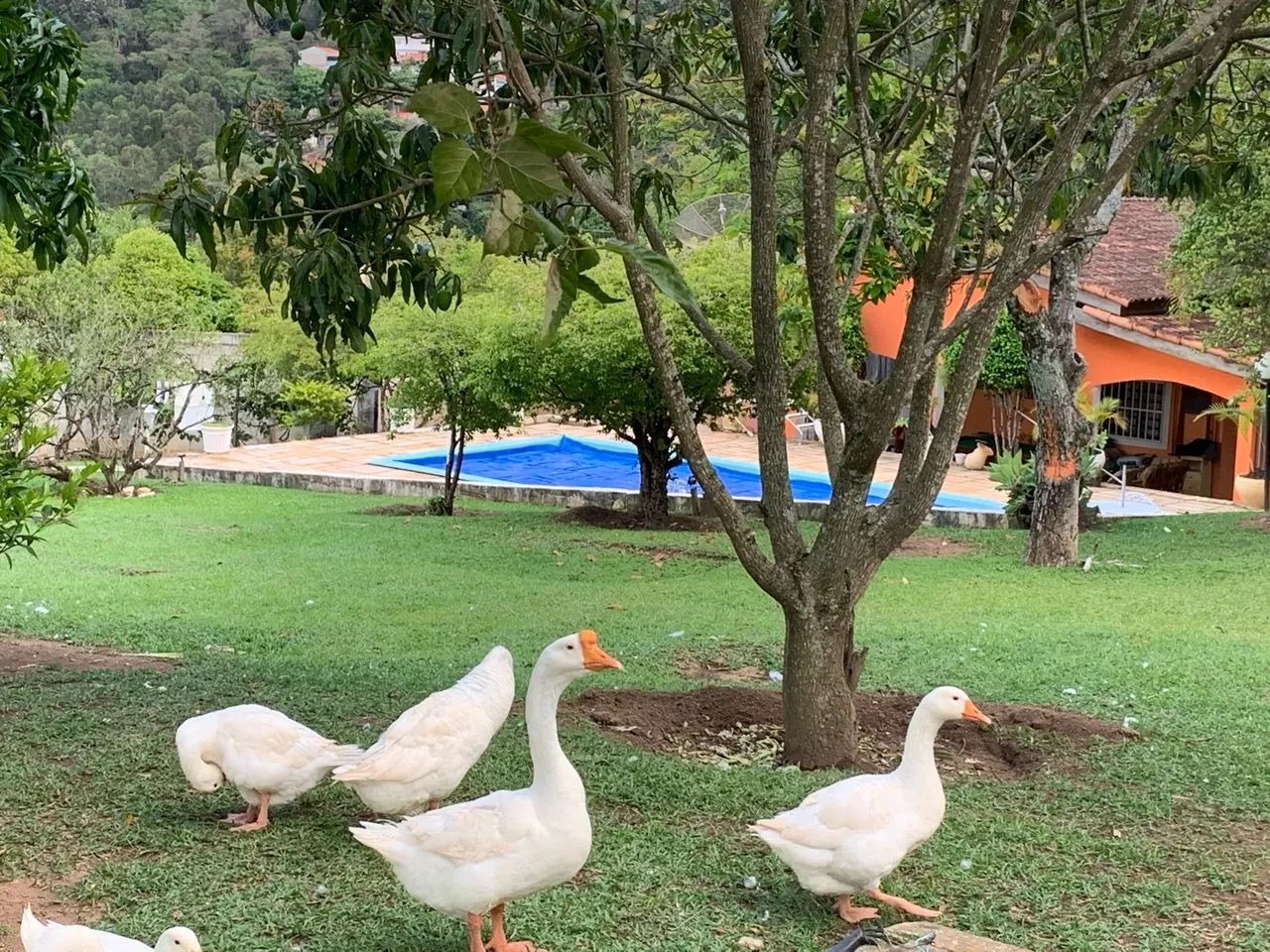 Chácara, 5 quartos - Foto 3