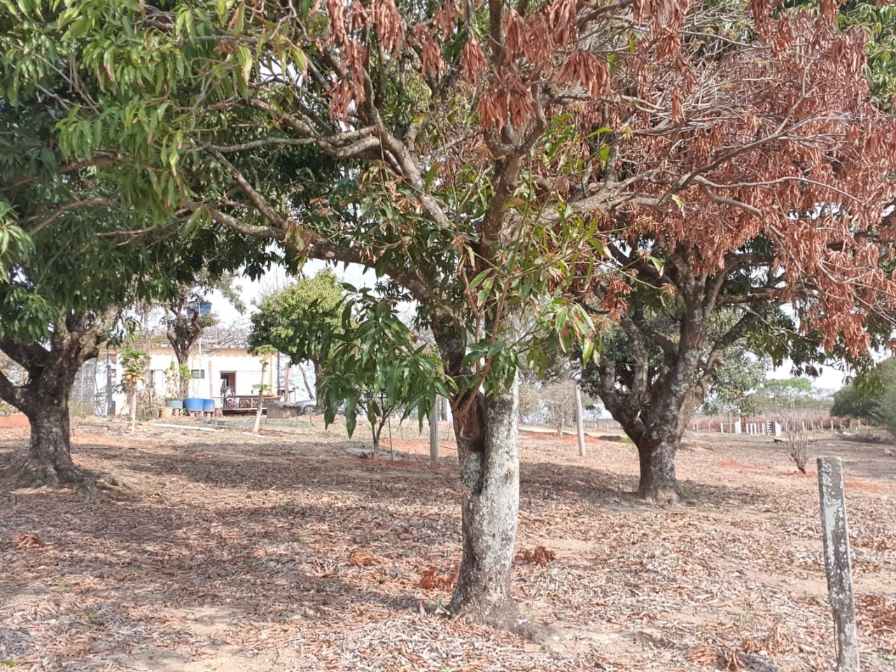 Terreno, 12 hectares - Foto 2