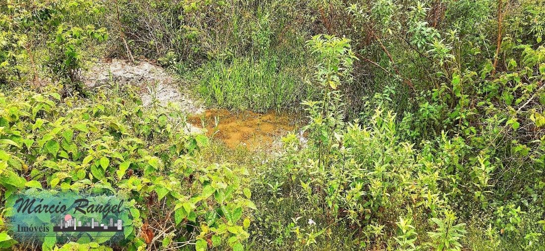 Sítio, 3 hectares - Foto 14