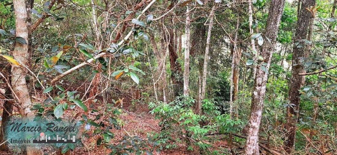 Sítio, 3 hectares - Foto 9