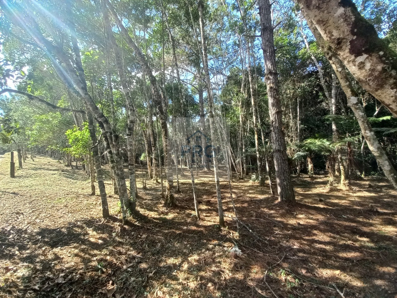 Terreno, 2 hectares - Foto 9