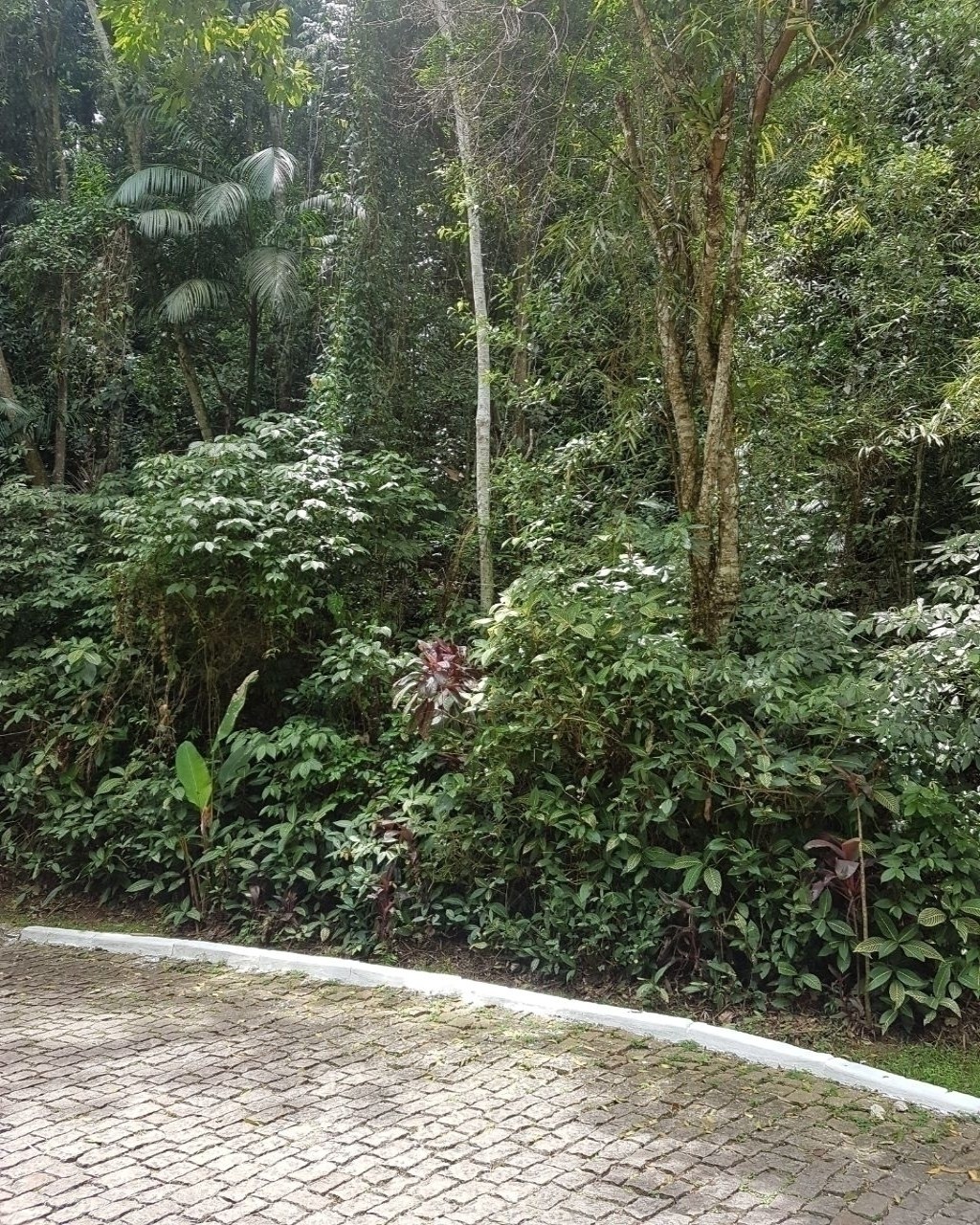Terreno, 2050 m² - Foto 3