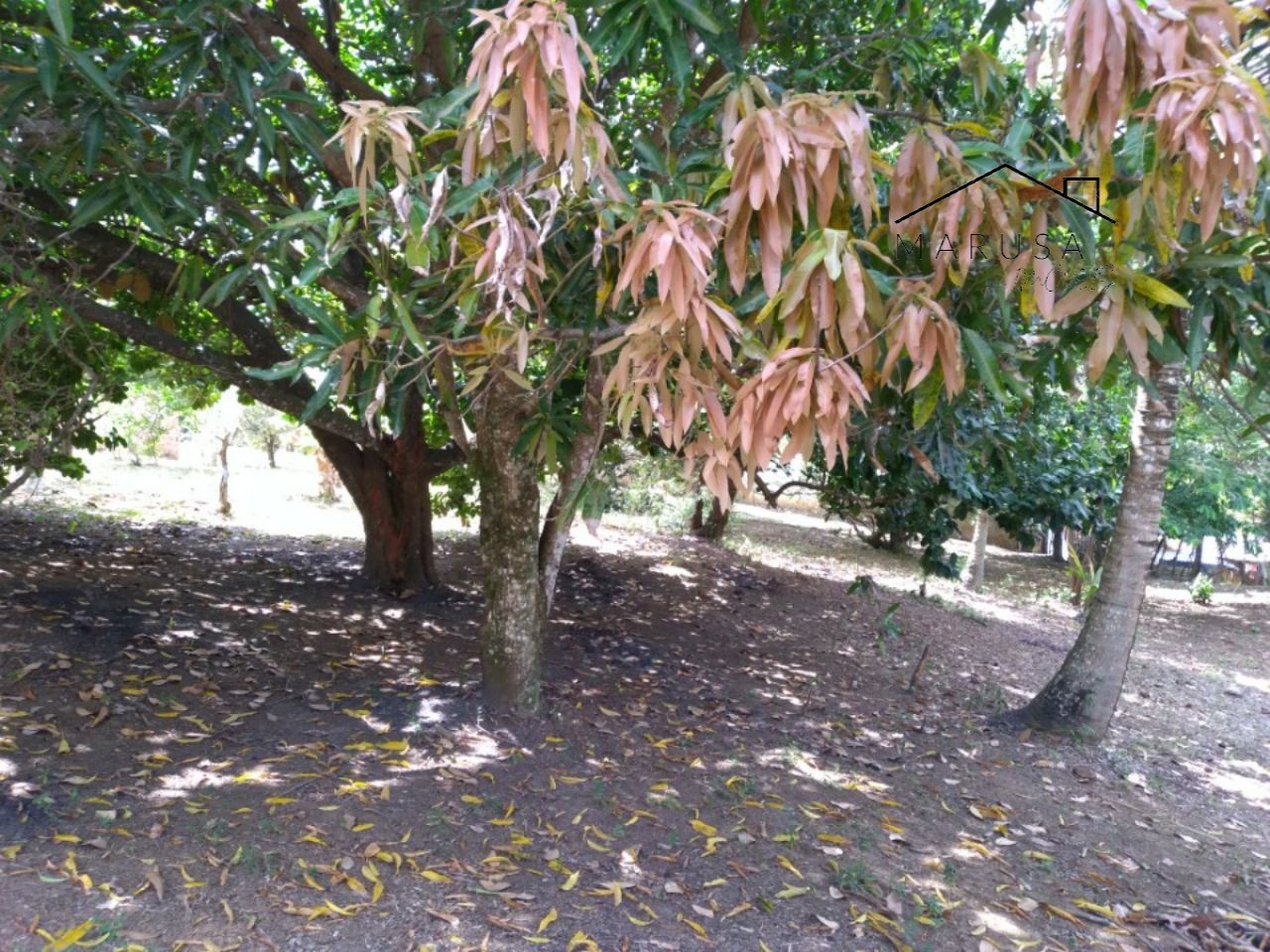 CHÁCARA / SÍTIO RESIDENCIAL em Camacari - BA, Monte Gordo