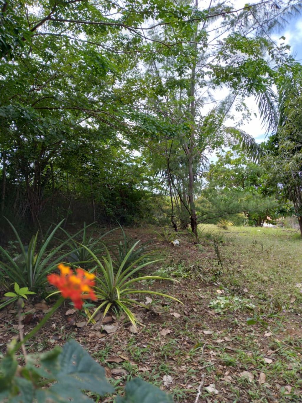 Chácara / sítio residencial em camacari - ba, monte gordo