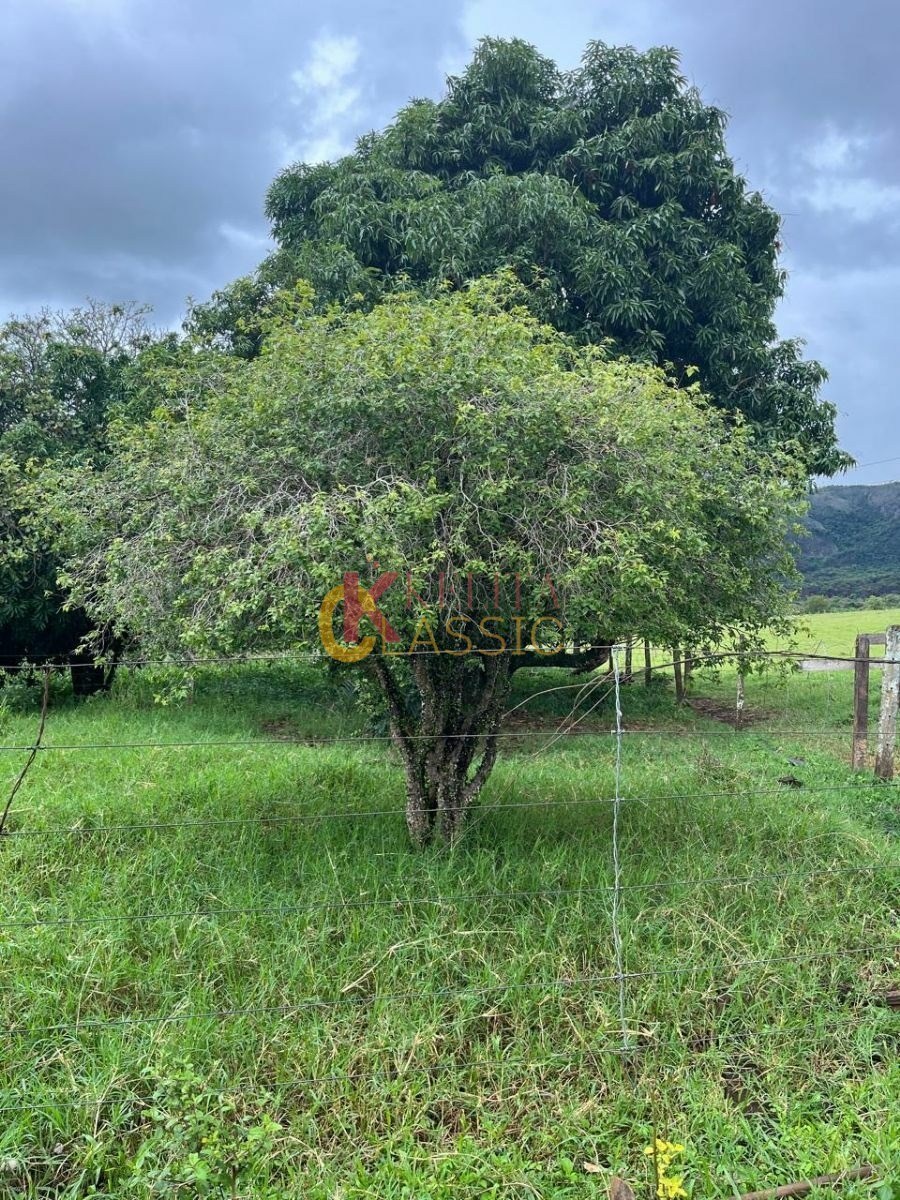 Fazenda com 53 Alqueires para Venda ou Arrendamento - Fortaleza de Minas -MG