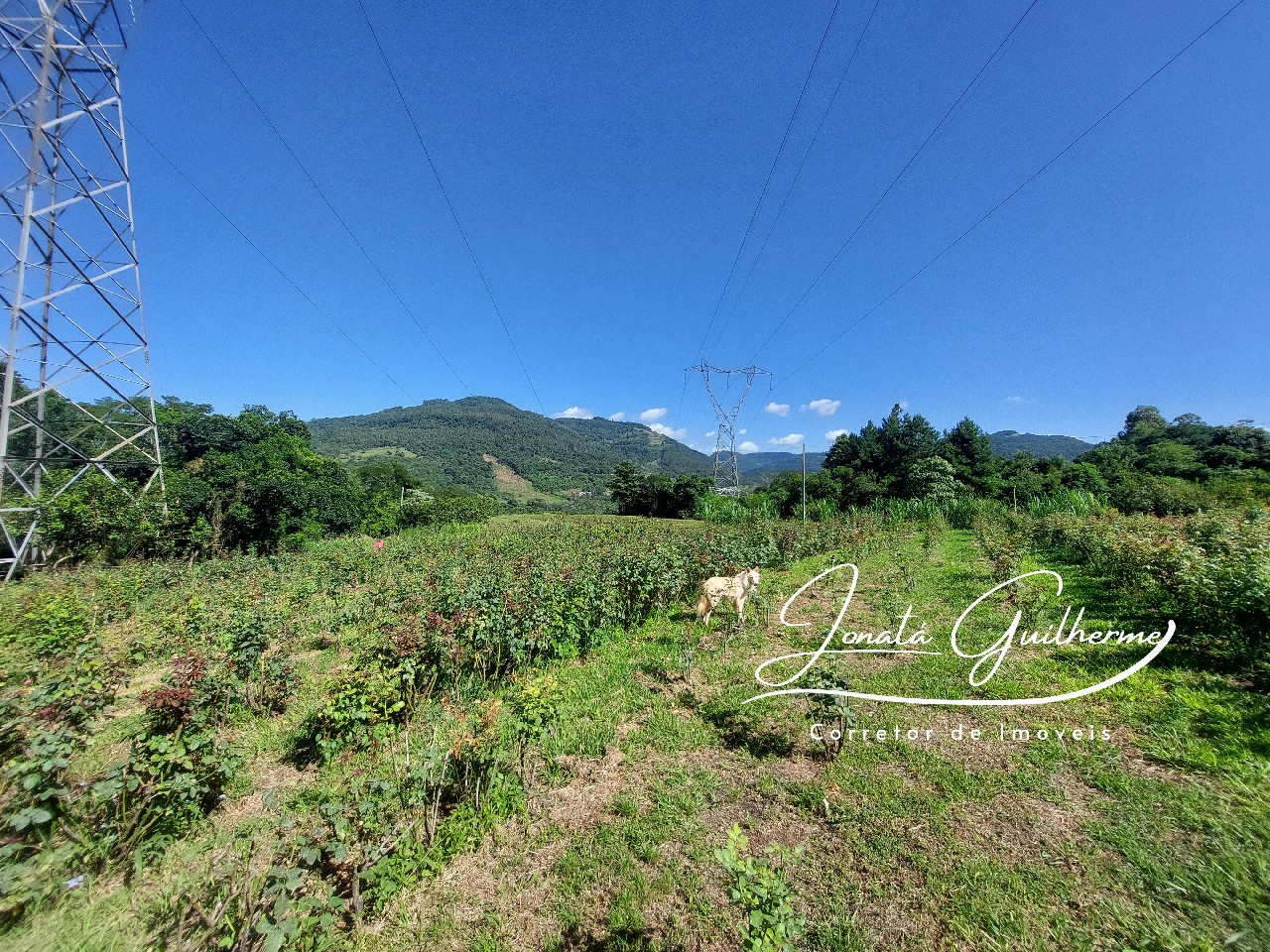 Chácara à venda em Feliz-RS, bairro Bananal: 2 quartos, 1 sala, 1 banheiro, 1 vaga, 13 hectares de área!