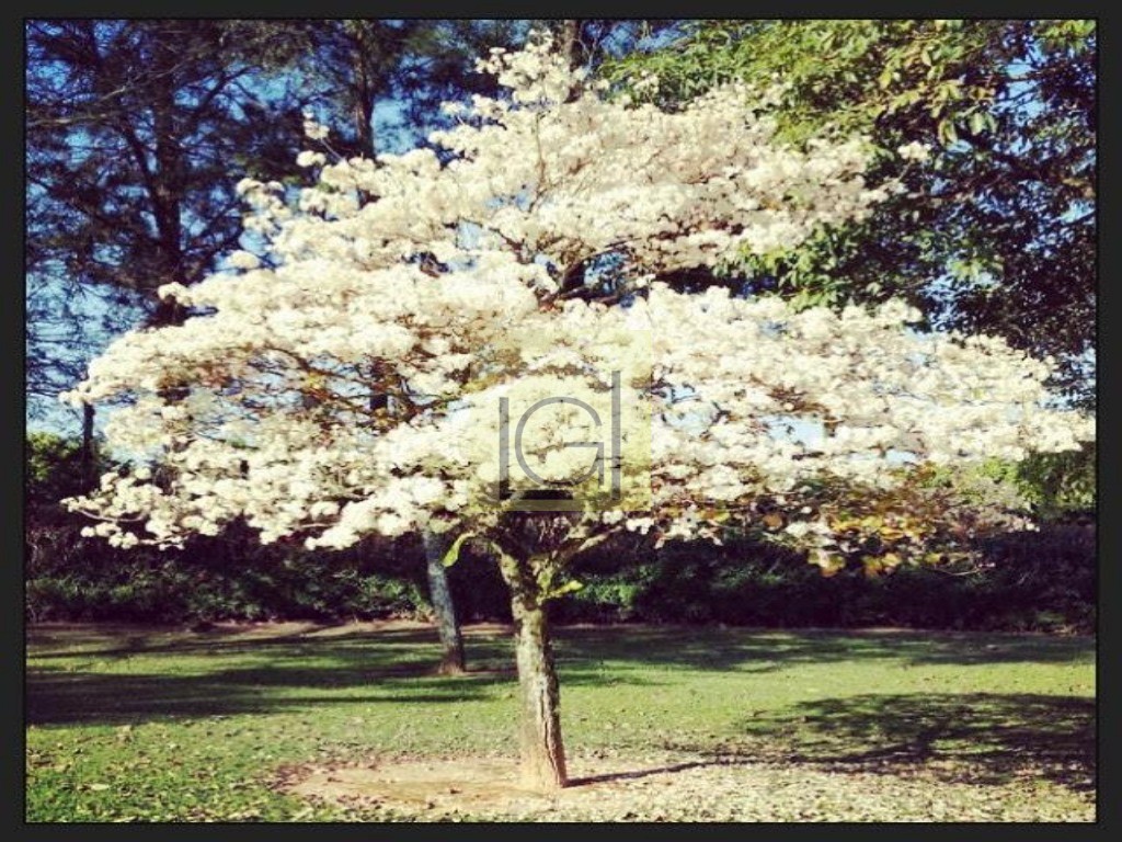 NEGÓCIO DE OPORTUNIDADE - SÍTIO EM PORTO FELIZ